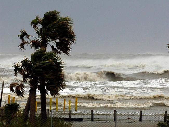 palm trees on beach in a hurricane